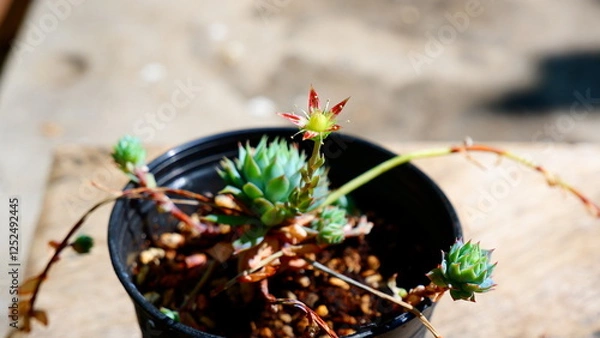 Fototapeta cactus in a pot