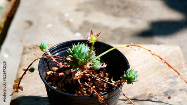 Fototapeta cactus in a pot