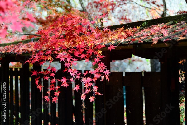 Obraz 新潟市中野邸の大庭園の紅葉