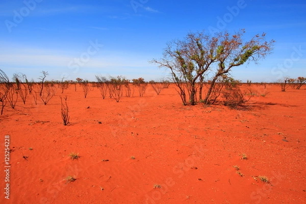 Obraz Burnt desert in Australia