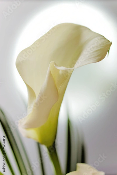 Obraz Weiße Calla (Zantedeschia)