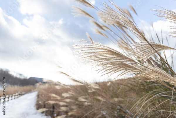 Fototapeta すすきと雪道