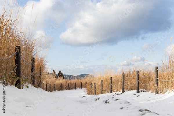 Obraz すすきと雪道