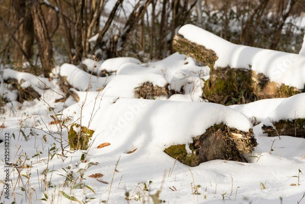 Fototapeta 倒木に積もる雪