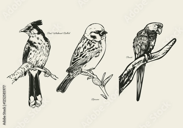 Obraz Hand Drawn Birds on Branches Collection, Red Whiskered Bulbul, Parrot, and Sparrow