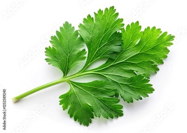 Fototapeta Fresh Coriander Leaves Isolated, Top View, White Background - Culinary Herb