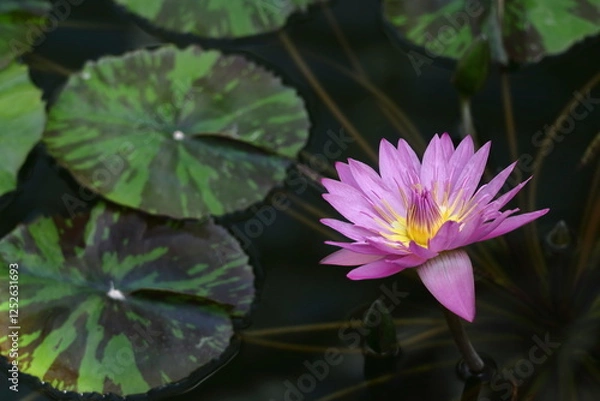 Fototapeta 水面に優雅に浮かぶ
