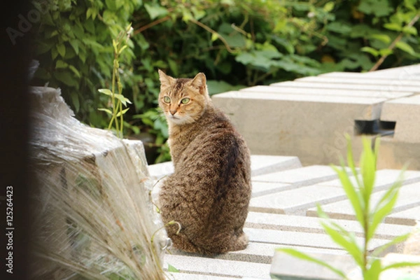 Fototapeta wild cat / 野良猫