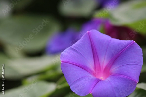 Fototapeta Morning glory flowers / 朝顔の花