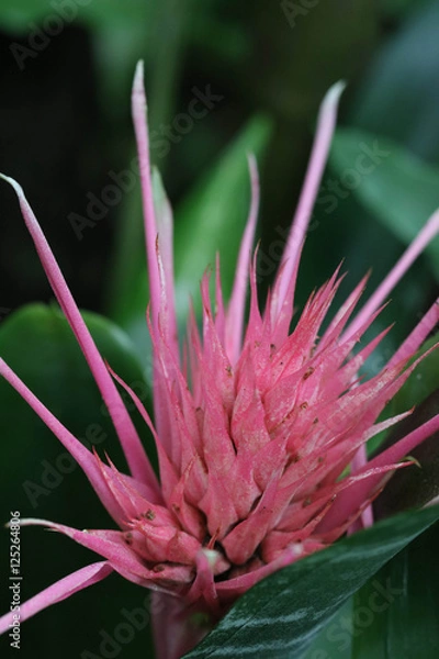 Fototapeta Acalypha hispida / ベニヒモノキの花