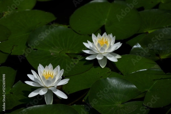 Fototapeta 水面に優雅に浮かぶ