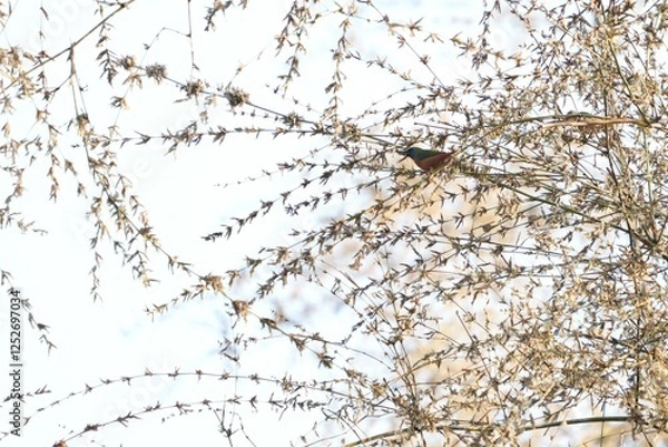 Fototapeta A small, colorful bird in nature is eating the flowers of a bamboo tree.