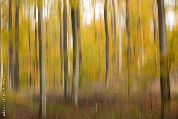 Obraz Rudeskov forest in denmark