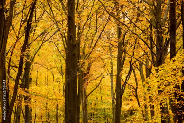 Obraz Rudeskov forest in denmark