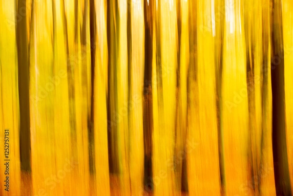 Obraz Rudeskov forest in denmark