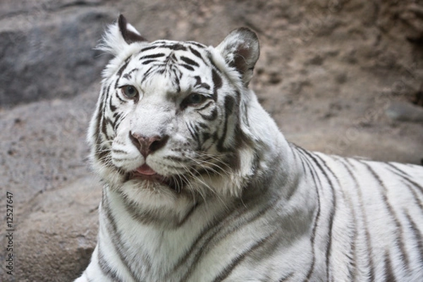 Fototapeta White tiger