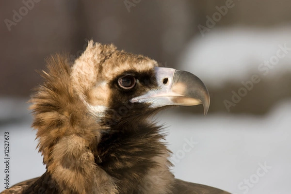 Fototapeta Eurasian Black Vulture