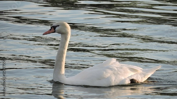 Obraz White Swan on pond at dusk on a summer evening at the park	
