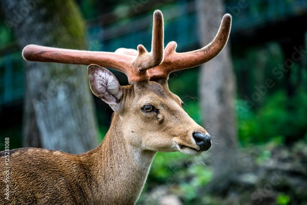 Obraz Eld's deer in the zoo
