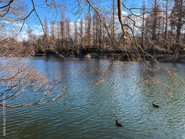 Obraz 井の頭公園の風景、東京
