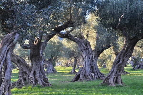 Obraz oliviers provence