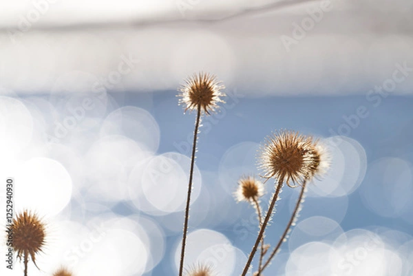 Obraz Distel am Fluss