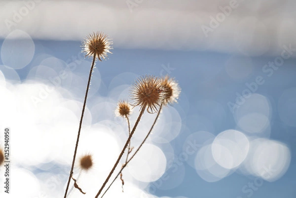 Obraz Distel am Fluss