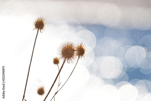 Obraz Distel am Fluss