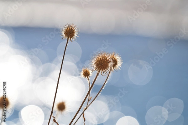 Obraz Distel am Fluss