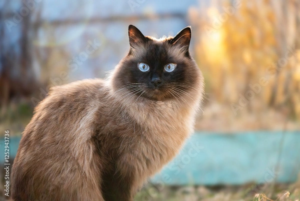 Obraz Siamese fluffy cat. Sunset. Background out of focus