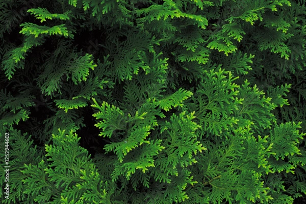 Fototapeta シダ植物