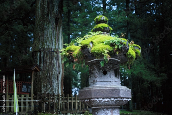 Fototapeta 石灯籠と植物