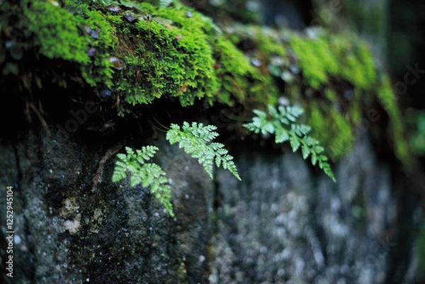 Fototapeta 石壁とシダ