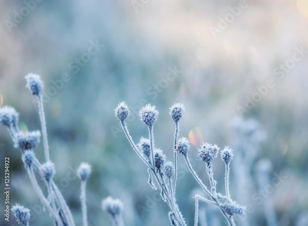 Obraz abstract natural background from frozen plant covered with hoarfrost or rime