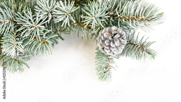 Obraz Tannenzweige isoliert