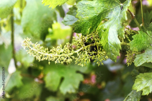 Fototapeta  young green bunch of grapes, a young tree