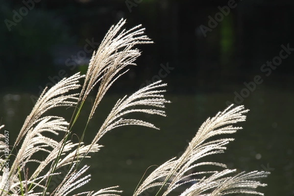 Fototapeta すすき