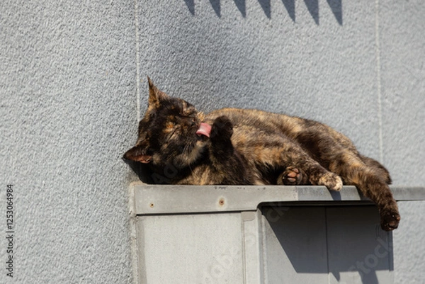 Fototapeta 日の当たる家の横で気持ちよさそうに寝て舌を出して毛繕いしてるサビ猫柄の野良猫