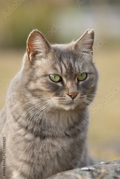 Fototapeta 背景がぽわっと柔らかくボケてふわふわとかわいいサバトラ柄の野良猫のポートレート