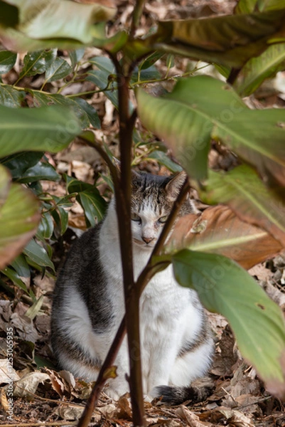 Fototapeta X字の木の枝の間にはまってるキジトラ柄とぶち猫柄の野良猫