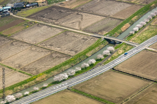 Fototapeta 埼玉県川島腸の桜並木を空撮