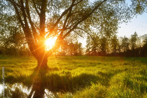 Obraz Sunny tree sunset with sun rays