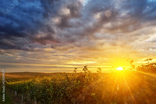 Fototapeta Sunset over vineyard with dramatic clouds