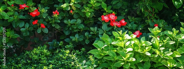 Fototapeta Vibrant red flowers bloom amidst lush green foliage in a serene garden setting, creating a beautiful contrast between the colors.