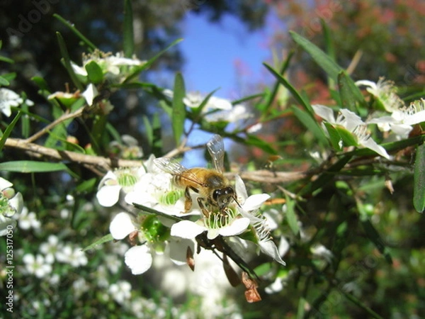 Fototapeta European honeybee in Australia