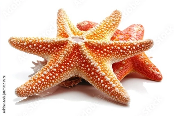 Fototapeta Bright and Colorful Starfish on a White Background, Showcasing Unique Texture and Patterns of Sea Creatures from Ocean Depths