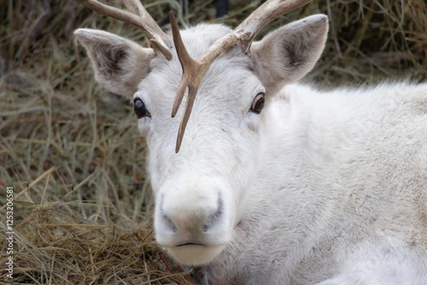 Obraz A white deer with antlers on its head is laying down in a field