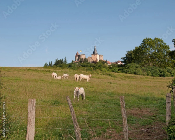 Obraz Charolais Cows with Castle