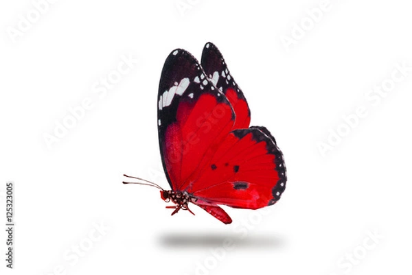 Fototapeta beautiful butterfly, isolated on white background, butterfly flying on white, colorful butterfly