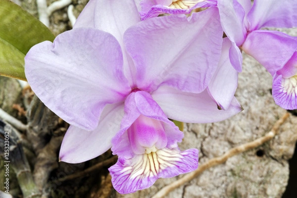 Obraz Pink orchid on soft background
